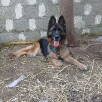 ژرمن شولاین