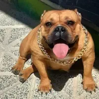 امریکن بولی پاکت سایز فوق حرفه ای