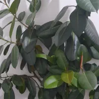 فروش گل فیکوس|گل و گیاه طبیعی|ارومیه, |دیوار