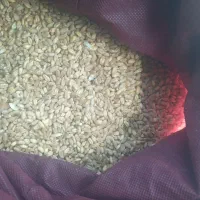گندم|عمده‌فروشی|دشتابی, |دیوار