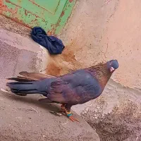 کبوتر|پرنده|اردل, |دیوار