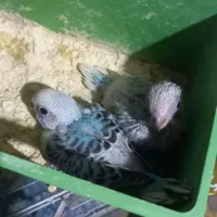 بخوانید