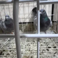 ماده کویت 2025 گرفتنی دریاآبادان 8پر