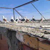 پشت سیاه پشت سرخ نر