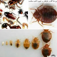 سمپاسی فوری ساس بامجوز وگارانتی۱ساله