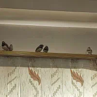 8عدد فنچ زبرا نر و ماده|پرنده|بجنورد, |دیوار