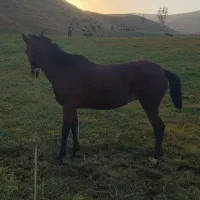 اسب 3ساله آرام ویورقا 30ملیون