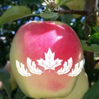نهال سیب رندرز