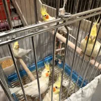 عروس هلندی لوتینو (نر ماده )|پرنده|تهران, مسعودیه|دیوار