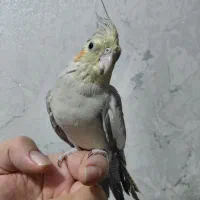 عروس هلندی نر و ماده