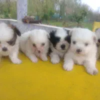 هاپوهای عروسکی ناز.با ژرمن ماده هم معاوضه دارم.