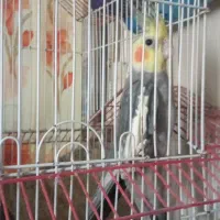 عروس هلندی ومرغ عشق