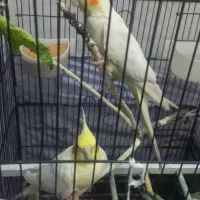 یک جفت عروس