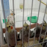 عروس هلندی|پرنده|مشهد, ویلاشهر|دیوار