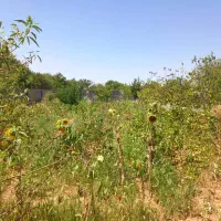 باغ میوه|فروش زمین و ملک کلنگی|آباده, |دیوار