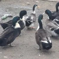 فروش تخم اردک تازه نطفه دار وخوراکی