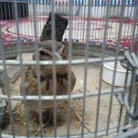 سرره خاکی مست شور