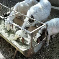 گوسفند،میش بومی بره دار
