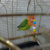 یک جفت طوطی برزیلی رنگ خاص باقفس و تمام وسایل|پرنده|ملارد, |دیوار