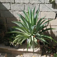 گل های سالم وزیبا|گل و گیاه طبیعی|رامجین, |دیوار