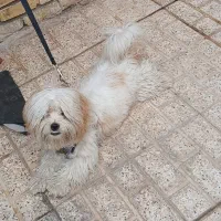 سگ پشمالو خونگی