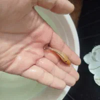 ماهی مولی بالن|ماهی|قم, شهرک مهدیه|دیوار