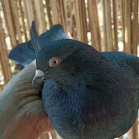 کبوتر|پرنده|بم, |دیوار