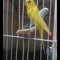 2جفت مرغ عشق مولد