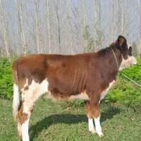 گوساله ماده سیمینتال لیشه گاو