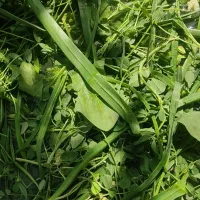 سبزی فروشی جنوب