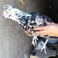 مرغ گلین فول