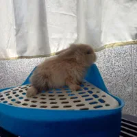 بچه خرگوش لوپ اصل