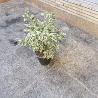 گل طبیعی|گل و گیاه طبیعی|اصفهان, لاله|دیوار