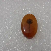 سنگ شجر تک درخت