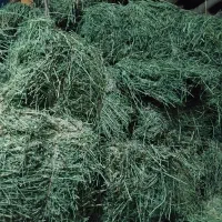 یونجه خوشک بدون علف