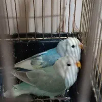 طوطی برزیلی و گرینچیک توضیحات بخوان|پرنده|طرقبه, |دیوار