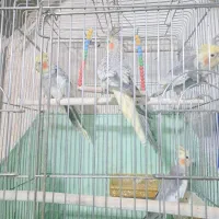 طوطی عروس هلندی