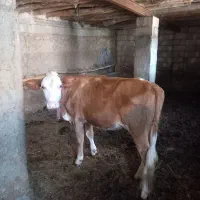 گوساله ماده