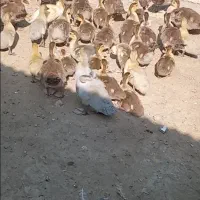 جوجه اردک خارجی رنگ خاص شکلاتی|حیوانات مزرعه|کیاکلا, |دیوار