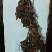 کشمش اشغار