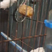 قناری نر|پرنده|شیراز, آبیاری|دیوار