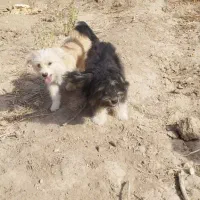 سگ نژاد دار