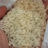 برنج ایرانی خوشبخت و خوش طعم
