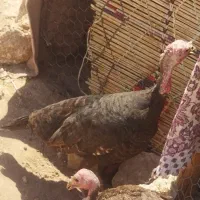 خروس لاری