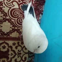 سفید دم سیاه وطوقی نرمست