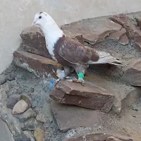 کلاغ کربلایی پرشی سفید آلمانی