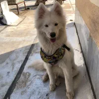 واگذاری سگ سامویید|سگ|کازرون, |دیوار