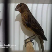 فروش جوجه قناری نگروموزاییکی اورجینال