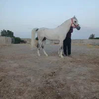 نریان پایه دره شوری نوه طوفان سالار تفت|اسب و تجهیزات اسبسواری|یزد, |دیوار