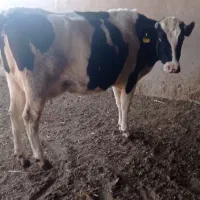 فروش گاو شکم دو هلشتن|حیوانات مزرعه|کاشمر, |دیوار